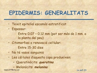 EPIDERMIS: GENERALITATS Teixit epitelial escamós estratificat Espessor:    Entre 0.07 – 0.12 mm (pot ser més de 1 mm. a  la planta del peu) Citomorfosi o renovació cel·lular:  Entre 15-30 dies No té vasos sanguinis Les cèl·lules d’aquesta capa produeixen: Queratinòcits:  queratina   Melanòcits:  melanina 