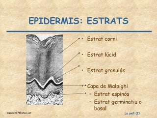 EPIDERMIS: ESTRATS Estrat corni  Estrat lúcid Estrat granulós Capa de Malpighi Estrat espinós Estrat germinatiu o basal 