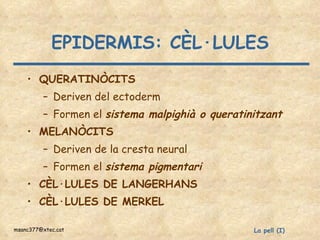 EPIDERMIS: CÈL·LULES QUERATINÒCITS Deriven del ectoderm Formen el  sistema malpighià o queratinitzant MELANÒCITS Deriven de la cresta neural Formen el  sistema pigmentari CÈL·LULES DE LANGERHANS CÈL·LULES DE MERKEL 