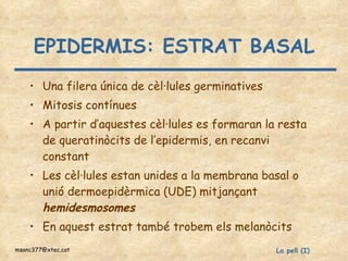 EPIDERMIS: ESTRAT BASAL Una filera única de cèl·lules germinatives Mitosis contínues A partir d’aquestes cèl·lules es formaran la resta de queratinòcits de l’epidermis, en recanvi constant Les cèl·lules estan unides a la membrana basal o unió dermoepidèrmica (UDE) mitjançant  hemidesmosomes En aquest estrat també trobem els melanòcits 