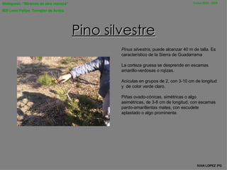 Pino silvestre Pin us silvestris ,  puede alcanzar 40 m de tal l a . Es característico de la Sierra de Guadarrama  L a corteza gruesa se desprende en  esc a m as  a marillo-verdosas o rojizas.  Acículas en grupos de 2,  con  3-10 cm de longitud y  de color verde  claro .  Piñas ovado-cónicas, simétricas o algo asimétricas, de 3-8 cm de longitud, con escamas pardo-amarillentas mates, con escudete aplastado o algo prominente .   IVAN LOPEZ 3 º G 