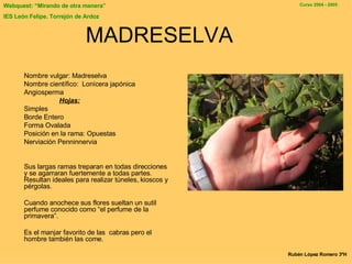 MADRESELVA Nombre vulgar: Madreselva Nombre científico:  Lonícera japónica Angiosperma Hojas: Simple s Borde Enter o Forma Ovalada Posición en la rama :  Opuesta s Nerviación Penninnervia S us largas ramas treparan en todas direcciones y se agarraran fuertemente a todas partes. Resultan ideales para realizar túneles, kioscos y pérgolas. Cuando anochece sus flores sueltan un sutil perfume conocido como “el perfume de la prim a vera”.  Es el manjar favorito de las  cabras pero el hombre también las come. Rubén López Romero 3ºH 