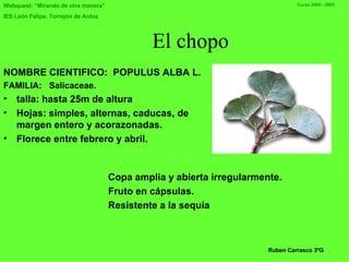 El chopo NOMBRE CIENTIFICO:   POPULUS ALBA L. FAMILIA:   S alicaceae. talla: hasta 25m de altura Hojas: simples, alternas, caducas ,  de margen entero y acorazonadas. Florece entre febrero y abril. C opa amplia y abierta irregularmente. F ruto en cápsulas.  R esistente a la sequía Ruben Carrasco 3ºG 