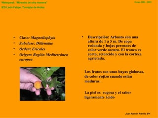 Clase: Magnoliop hyt a Subclase: Dillenidae Orden: Ericales Origen: Región Mediterránea europ ea Descripción: Arbusto con una altura de 1 a 5 m .  De copa redonda y hojas perennes de  color  verde oscuro.   El tronco es corto, retorcido y con la corteza agrietada. Juan Ramón Parrilla 3ºH L os frutos son unas bayas globosas, de color rojizo cuando están maduras .  L a piel  es  rugosa y  el  sabor ligeramente ácido 