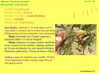 Familia :   Leguminosae   Nombre común :   Mimosa Nombre Científico :  Acacia Dealbata Origen :  Australia Subdivisión:   Angiosperma La Mimosa Descripción :   Árbol de 11-12 m de altura, con la copa ancha y el tronco con la corteza lisa, gris-parda. Follaje perenne de tonos plateados, muy ornamental. -Hojas:   bipinnadas con el raquis anguloso y tomentoso.Miden 2-5 mm de longitud.  -Flores:  dispuestas en largos racimos ramificados en los extremos de las ramillas. Capítulos globosos de 5-6 mm de diámetro, de color amarillo brillante. Pedúnculos pubescentes. Florece de Enero a Marzo. Cultivo y usos :   Se multiplica por semillas. Prefiere suelos ligeramente ácidos, aunque vegeta bien en otro tipo de suelos. Lidia Diaz Navarro 3º H 