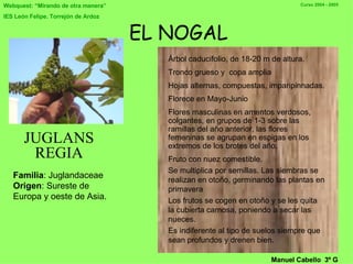 EL NOGAL JUGLANS REGIA Familia : Juglandaceae Origen : Sureste de Europa y oeste de Asia.  Árbol caducifolio, de 18-20 m de altura . T ronco grueso y  copa amplia H ojas alternas, compuestas, imparipin n ada s. Florece en Mayo-Junio   F lores masculinas en amentos verdosos, colgantes, en grupos de 1-3 sobre las ramillas del año anterior, las flores femeninas se agrupan en espigas en los extremos de los brotes del año.  Fruto con nuez comestible. Se multiplica por semillas. Las siembras se realizan en otoño, germinando las plantas en primavera Los frutos se cogen en otoño y se les quita la cubierta carnosa, poniendo a secar las nueces. Es indiferente al tipo de suelos siempre que sean profundos y drenen bien.   Manuel Cabello  3º G 