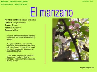 Nombre científico : Malus domestica División : Magnoliophyta  Orden : Rosales  Familia : Rosaceae  Género : Malus   Es un árbol de mediano tamaño, caducifolio, de copa redondeada y abierta.  Hojas ovaladas, suavemente dentadas en los bordes y de fuerte color verde con pubescencia en el envés. Al estrujarlas despiden un agradable aroma. Las flores (también aromáticas) tienen una corola 5 pétalos blancos,  frecuentemente veteados de rojo o rosa.  El manzano Angeles Barquilla 3ºF 