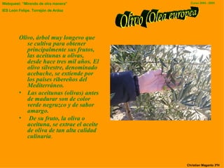 Olivo, árbol muy longevo que se cultiva para obtener principalmente sus frutos, las aceitunas u olivas, desde hace tres mil años. El olivo silvestre, denominado acebuche, se extiende por los países ribereños del Mediterráneo. Las aceitunas (olivas) antes de madurar son de color verde negruzco y de sabor amargo. De su fruto, la oliva o aceituna, se extrae el aceite de oliva de tan alta calidad culinaria . Olivo (Olea europea) Christian Maganto 3ºH 
