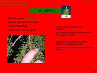 EL ABETO Nombre común  Abeto rojo   Nombre Científico Picea abies  Familia PINACEAE  Subdivisión: Gimnosperma   Prefiere los suelos profundos y húmedos.  Se propaga por siembra de sus semillas, por esqueje y acodo  Únicamente las especies del género Abies , son verdaderos abetos  La mayoría son árboles de 20 a 40 m de altura   3º ESO 