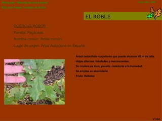 EL ROBLE QUERCUS ROBUR   Familia:  Fagáceas Nombre común : Roble común.  Lugar de origen:  Árbol Autóctono en España.  Árbol caducifolio corpulento que puede alcanzar 45 m de talla .   Hojas alternas, lobuladas y marcescentes . Su madera es dura, pesada, resistente a la humedad.  Se emplea en ebanistería . Fruto:  Bellotas   3º ESO 