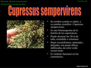 Su nombre común es ciprés, y su nombre científico  Cupressus sempervirens . E s  una G imnosperma de la familia de las cupresáceas. Puede alcanzar los 30 m de talla, extendido o columnar. Hojas escamiformes, aplanadas, delgadas, con punta obtusa imbricadas, de color verde oscuro mate. Es símbolo funerario en los cementerios. Cupressus sempervirens Bastian Muñoz 3ºH 