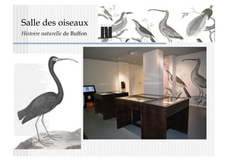 Salle des oiseaux
Histoire naturelle de Buffon
 