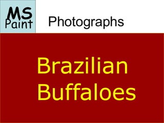 Photographs ,[object Object],Paint Brazilian Buffaloes 
