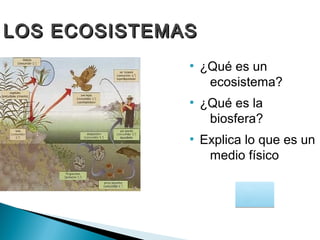 LOS ECOSISTEMASLOS ECOSISTEMAS
●
¿Qué es un
ecosistema?
●
¿Qué es la
biosfera?
●
Explica lo que es un
medio físico
 
