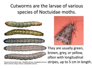 Cutworms are the larvae of various 
species of Noctuidae moths. 
They are usually green, 
brown, grey, or yellow, 
often with longitudinal 
stripes, up to 5 cm in length. 
 