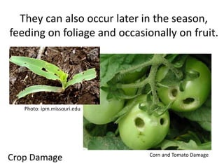 They can also occur later in the season, 
feeding on foliage and occasionally on fruit. 
Photo: ipm.missouri.edu 
Crop Damage 
Corn and Tomato Damage 
 