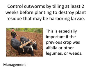 Control cutworms by tilling at least 2 
weeks before planting to destroy plant 
residue that may be harboring larvae. 
Management 
This is especially 
important if the 
previous crop was 
alfalfa or other 
legumes, or weeds. 
 