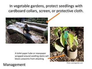 In vegetable gardens, protect seedlings with 
cardboard collars, screen, or protective cloth. 
A toilet paper tube or newspaper 
wrapped around seedling stems will 
block cutworms from attacking 
Management Photo: joenesgarden.com 
