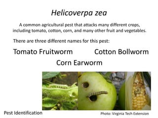Helicoverpa zea 
A common agricultural pest that attacks many different crops, 
including tomato, cotton, corn, and many other fruit and vegetables. 
There are three different names for this pest: 
Cotton Bollworm 
Photo: Virginia Tech Extension 
Tomato Fruitworm 
Corn Earworm 
Pest Identification 
 