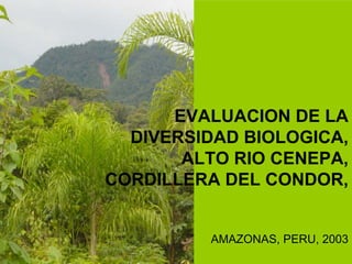 EVALUACION DE LA
  DIVERSIDAD BIOLOGICA,
       ALTO RIO CENEPA,
CORDILLERA DEL CONDOR,


          AMAZONAS, PERU, 2003
 