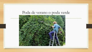 Poda de verano o poda verde