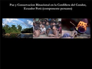 Paz y Conservacion Binacional en la Cordillera del Condor,
          Ecuador Perú (componente peruano)
 