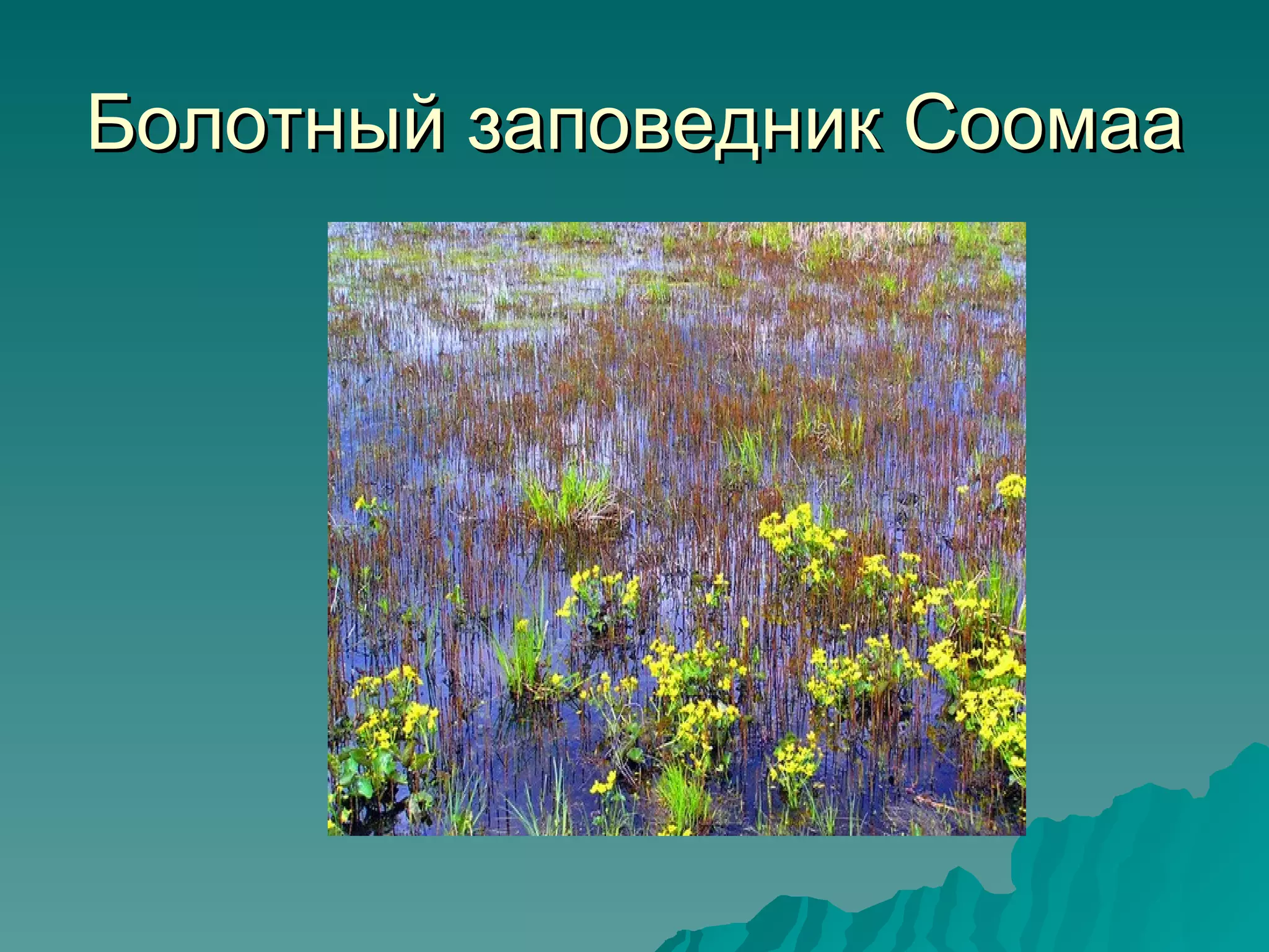 Болотный заповедник Соомаа