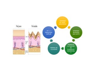 - DENSIDAD
DE VASOS
SANGUINEOS
EPIDERMIS
REGENERA
MAS LENTO
DISMINUYE
LA FUNCION
DE
GLANDULAS
SUDORIPARA
S
PERDIDA DE
COLAGENO
- VIT. C +
FRAGILIDAD
CAPILAR
