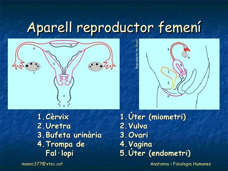 Aparell Reproductor - Anatomia i fisiologia