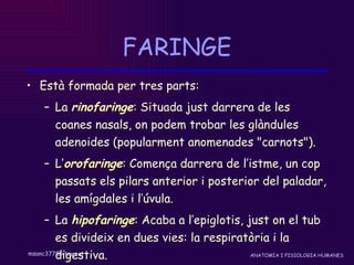 FARINGE Està formada per tres parts:  La  rinofaringe : Situada just darrera de les coanes nasals, on podem trobar les glàndules adenoides (popularment anomenades "carnots"). L’ orofaringe : Comença darrera de l’istme, un cop passats els pilars anterior i posterior del paladar, les amígdales i l’úvula.  La  hipofaringe : Acaba a l’epiglotis, just on el tub es divideix en dues vies: la respiratòria i la digestiva. 