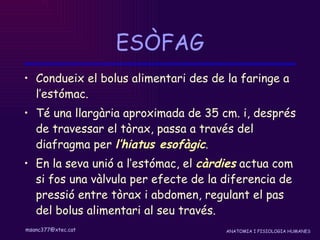 ESÒFAG Condueix el bolus alimentari des de la faringe a l’estómac.  Té una llargària aproximada de 35 cm. i, després de travessar el tòrax, passa a través del diafragma per  l’hiatus esofàgic . En la seva unió a l’estómac, el  càrdies  actua com si fos una vàlvula per efecte de la diferencia de pressió entre tòrax i abdomen, regulant el pas del bolus alimentari al seu través.   