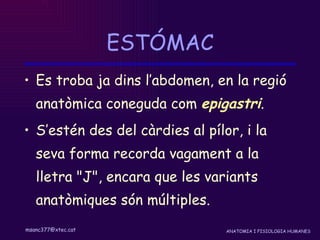 ESTÓMAC Es troba ja dins l’abdomen, en la regió anatòmica coneguda com  epigastri . S’estén des del càrdies al pílor, i la seva forma recorda vagament a la lletra "J", encara que les variants anatòmiques són múltiples. 