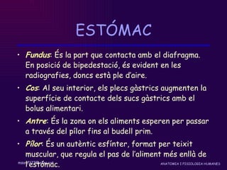 ESTÓMAC Fundus : És la part que contacta amb el diafragma. En posició de bipedestació, és evident en les radiografies, doncs està ple d’aire. Cos : Al seu interior, els plecs gàstrics augmenten la superfície de contacte dels sucs gàstrics amb el bolus alimentari. Antre : És la zona on els aliments esperen per passar a través del pílor fins al budell prim. Pílor : És un autèntic esfínter, format per teixit muscular, que regula el pas de l’aliment més enllà de l’estómac. 