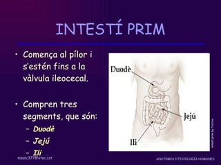 INTESTÍ PRIM Comença al pílor i s’estén fins a la vàlvula ileocecal. Compren tres segments, que són:  Duodè Jejú Ili  intestí prim by  Tontine 