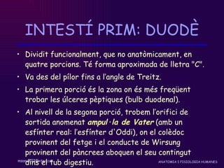 INTESTÍ PRIM: DUODÈ Dividit funcionalment, que no anatòmicament, en quatre porcions. Té forma aproximada de lletra "C".  Va des del pílor fins a l’angle de Treitz.  La primera porció és la zona on és més freqüent trobar les úlceres pèptiques (bulb duodenal).  Al nivell de la segona porció, trobem l’orifici de sortida anomenat  ampul·la de Vater  (amb un esfínter real: l’esfínter d'Oddi), on el colèdoc provinent del fetge i el conducte de Wirsung provinent del pàncrees aboquen el seu contingut dins el tub digestiu.  