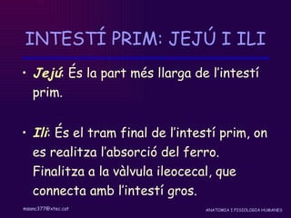 INTESTÍ PRIM: JEJÚ I ILI Jejú : És la part més llarga de l’intestí prim. Ili : És el tram final de l’intestí prim, on es realitza l’absorció del ferro. Finalitza a la vàlvula ileocecal, que connecta amb l’intestí gros. 