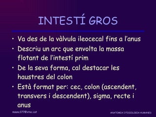 INTESTÍ GROS Va des de la vàlvula ileocecal fins a l’anus Descriu un arc que envolta la massa flotant de l’intestí prim De la seva forma, cal destacar les haustres del colon Està format per: cec, colon (ascendent, transvers i descendent), sigma, recte i anus 
