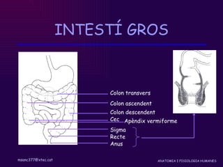 INTESTÍ GROS Colon transvers Colon ascendent Colon descendent Cec Apèndix vermiforme Sigma Recte Anus 