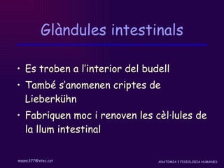 Glàndules intestinals Es troben a l’interior del budell També s’anomenen criptes de Lieberkühn Fabriquen moc i renoven les cèl·lules de la llum intestinal 