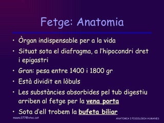 Fetge: Anatomia Òrgan indispensable per a la vida Situat sota el diafragma, a l’hipocondri dret i epigastri Gran: pesa entre 1400 i 1800 gr Està dividit en lòbuls Les substàncies absorbides pel tub digestiu arriben al fetge per la  vena porta Sota d’ell trobem la  bufeta biliar   