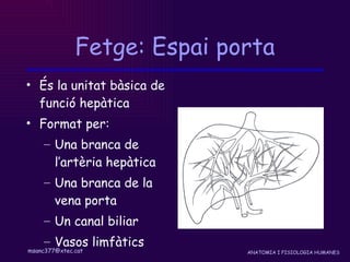 Fetge: Espai porta És la unitat bàsica de funció hepàtica Format per: Una branca de l’artèria hepàtica Una branca de la vena porta Un canal biliar Vasos limfàtics 