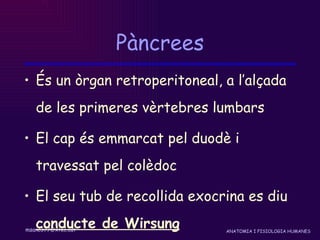 Pàncrees És un òrgan retroperitoneal, a l’alçada de les primeres vèrtebres lumbars El cap és emmarcat pel duodè i travessat pel colèdoc  El seu tub de recollida exocrina es diu  conducte de Wirsung 