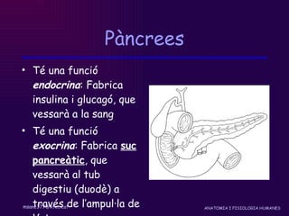 Pàncrees Té una funció  endocrina : Fabrica insulina i glucagó, que vessarà a la sang Té una funció  exocrina : Fabrica  suc pancreàtic , que vessarà al tub digestiu (duodè) a través de l’ampul·la de Vater 