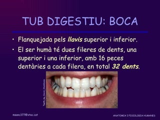 TUB DIGESTIU: BOCA Flanquejada pels  llavis  superior i inferior. El ser humà té dues fileres de dents, una superior i una inferior, amb 16 peces dentàries a cada filera, en total  32 dents . Teeth_by_ David_ Shankbone 