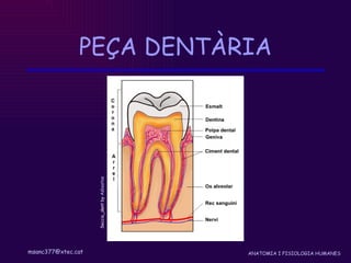 PEÇA DENTÀRIA Seccio_dent by  Asbestos 