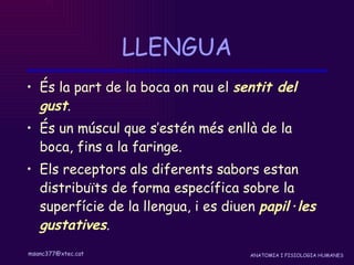 LLENGUA És la part de la boca on rau el  sentit del gust .  És un múscul que s’estén més enllà de la boca, fins a la faringe.  Els receptors als diferents sabors estan distribuïts de forma específica sobre la superfície de la llengua, i es diuen  papil·les gustatives . 
