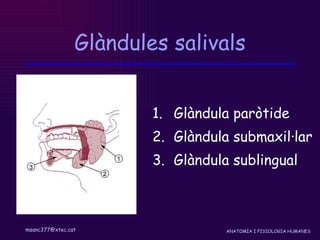 Glàndules salivals Glàndula paròtide Glàndula submaxil·lar Glàndula sublingual 
