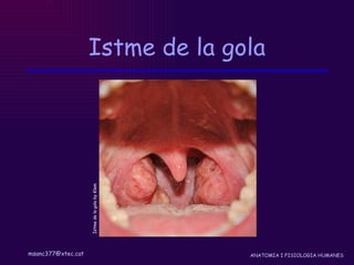 Istme de la gola Istme de la gola by Klem 