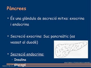 Pàncrees És una glàndula de secreció mitxa: exocrina i endocrina Secreció exocrina: Suc pancreàtic (es vessat al duodè)‏ Secreció endocrina: Insulina Glucagó 