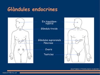 Glàndules endocrines Eix hipotàlem-hipòfisi Glàndula tiroide Glàndules suprarenals Pàncrees Ovaris Testicles 